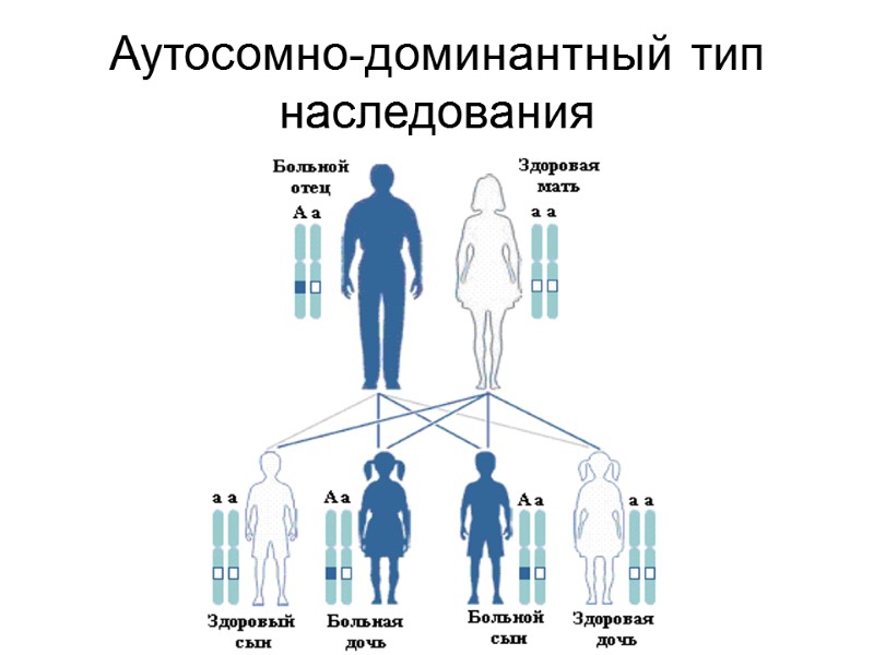 Аутосомно-доминантный тип наследования